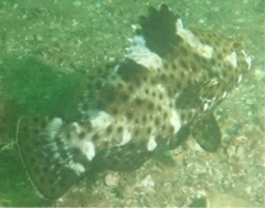 Epinephelus maculatus