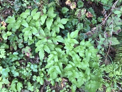 Angelica californica