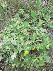 Grangea maderaspatana