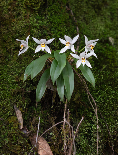 Coelogyne corymbosa, photograph 5