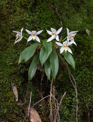 (c) Morten Ross, some rights reserved (CC BY) Coelogyne corymbosa, photograph (c) Morten Ross, some rights reserved (CC BY)