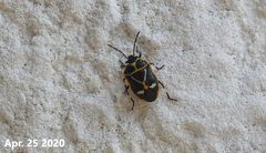 Eurydema gebleri