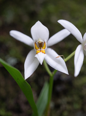 (c) Morten Ross, some rights reserved (CC BY) Coelogyne corymbosa, photograph (c) Morten Ross, some rights reserved (CC BY)