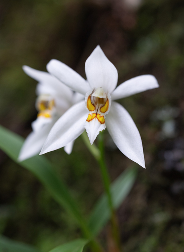 Coelogyne corymbosa, photograph 4