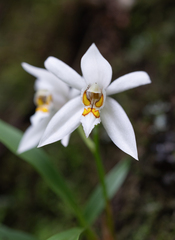 (c) Morten Ross, some rights reserved (CC BY) Coelogyne corymbosa, photograph (c) Morten Ross, some rights reserved (CC BY)