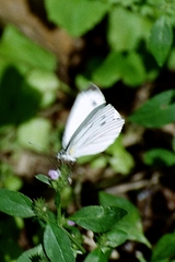 Pieris latouchei