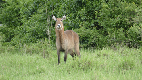 Defassa Waterbuck