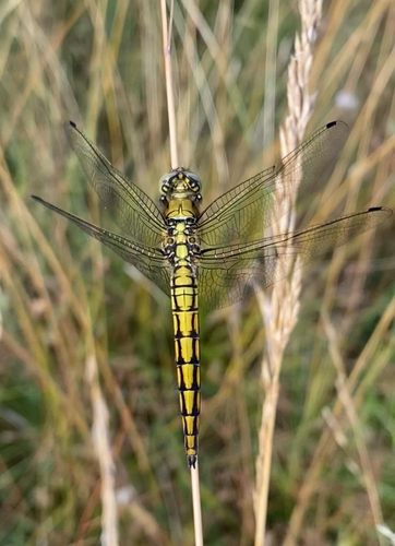 Black-tailed Skimmer