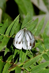 Pieris latouchei
