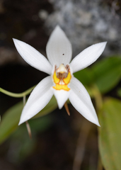 (c) Morten Ross, some rights reserved (CC BY) Coelogyne corymbosa, photograph (c) Morten Ross, some rights reserved (CC BY)