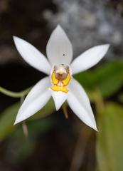 Coelogyne corymbosa