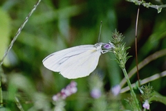 Pieris latouchei