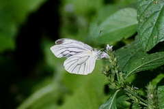 Pieris latouchei