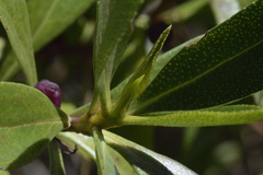 Myoporum aff insulare × laetum