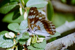 Limenitis helmanni