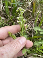 Comandra umbellata umbellata