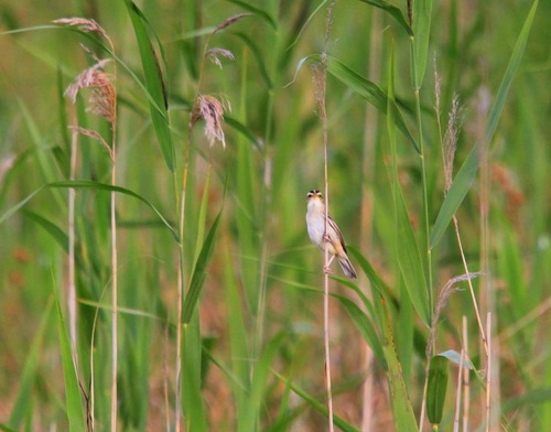 Aquatic Warbler, Chełm, PL-LU, PL, photo 8 of 10