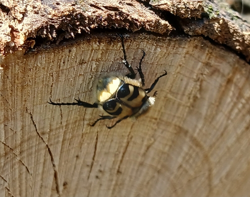 Eurasian Bee Beetle
