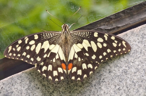 Lime Swallowtail