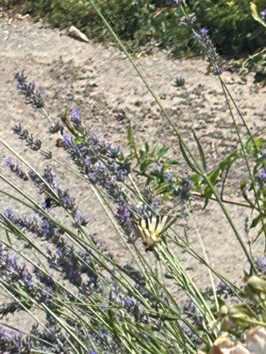 Scarce Swallowtail