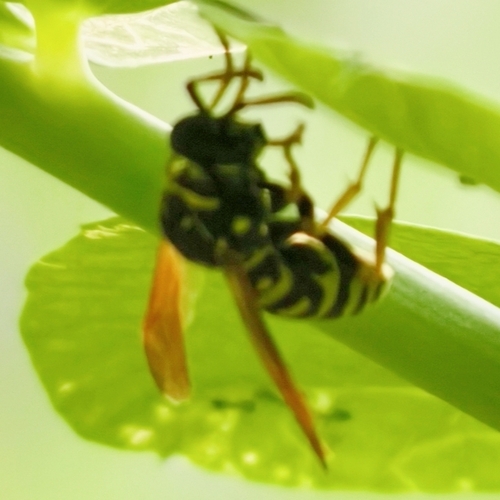 European Paper Wasp