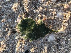 Udotea flabellum