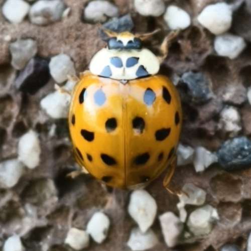 Asian Lady Beetle