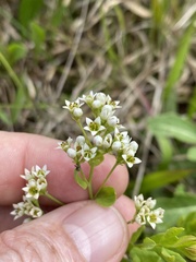 Comandra umbellata umbellata