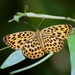 Spotted Leopard Butterfly - Photo (c) Frank Model, some rights reserved (CC BY-NC)