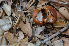 Neotoma fuscipes annectens