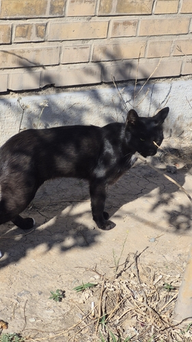 Domestic Cat