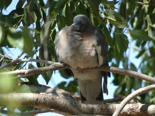 Common Wood-Pigeon