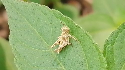 Apalacris varicornis