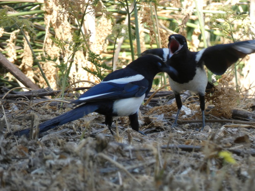 Iberian common magpie