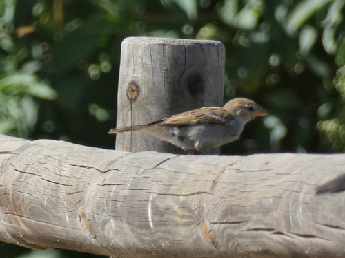 House Sparrow