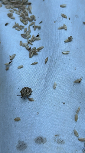Tortoise Bug