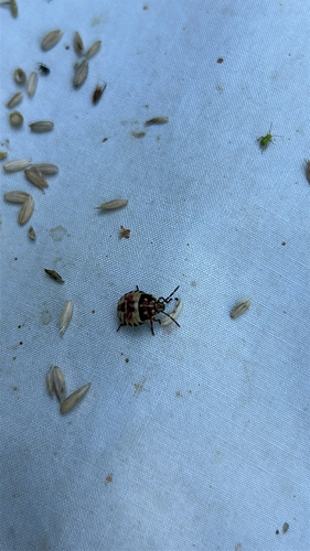 Black-shouldered Shieldbug