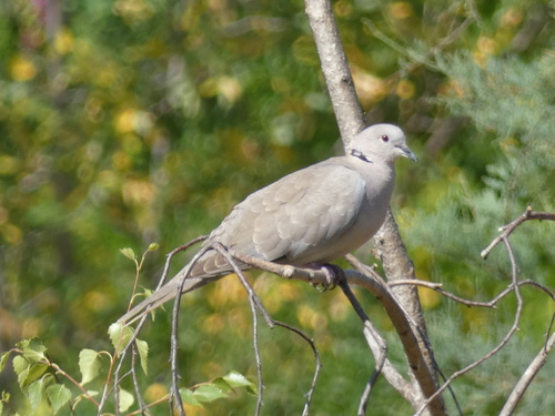 Eurasian Collared-Dove