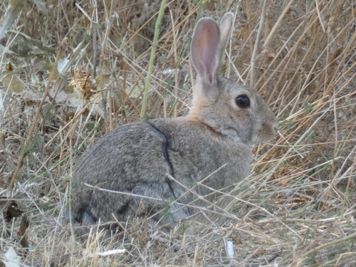 European Rabbit