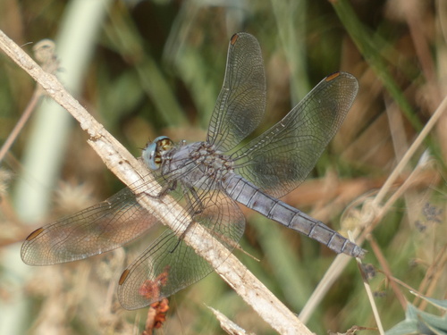 Southern Skimmer
