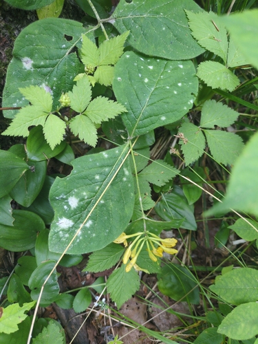 Lonicera hirsuta, photograph 3
