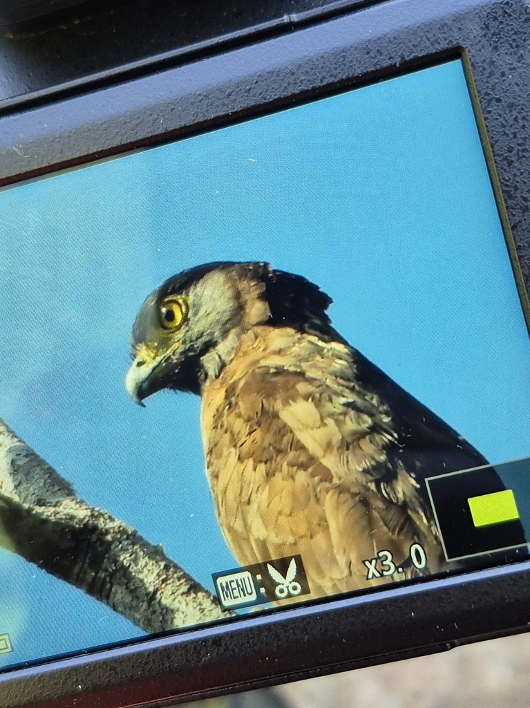 Elang-ular sulawesi (Spilornis rufipectus)
