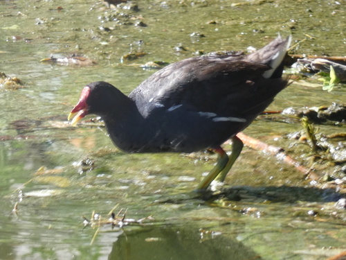 Common Moorhen
