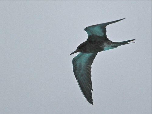 iNaturalist image