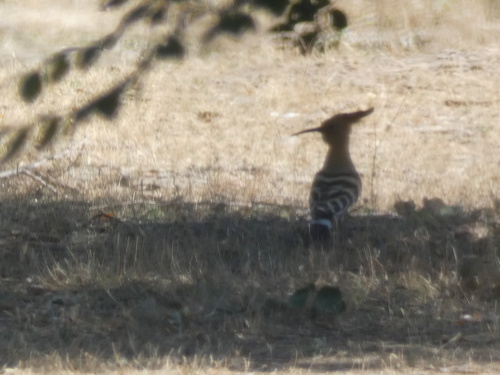 Common Hoopoe