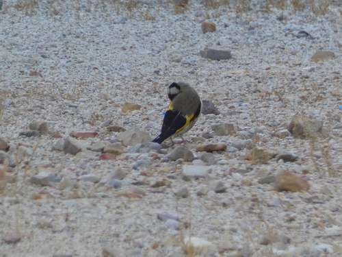 European Goldfinch