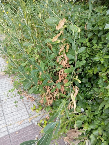 prickly lettuce