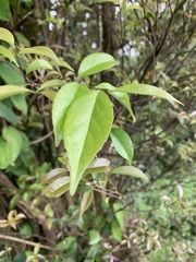 Camellia sinensis