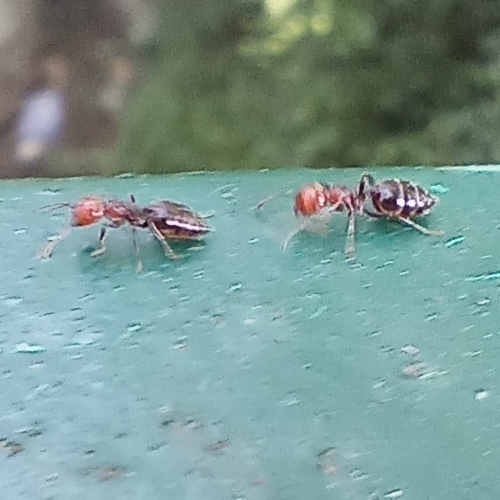Mediterranean Acrobat Ant