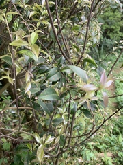 Camellia sinensis